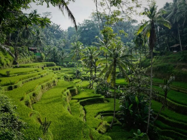 Bali rice terraces with volcano backdrop