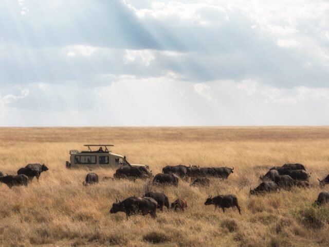 Lion in the Serengeti savanna